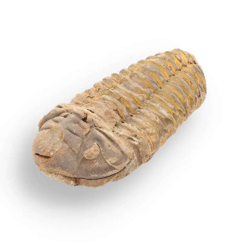 Calymene Trilobite Fossil  Unique Artifact from Morocco