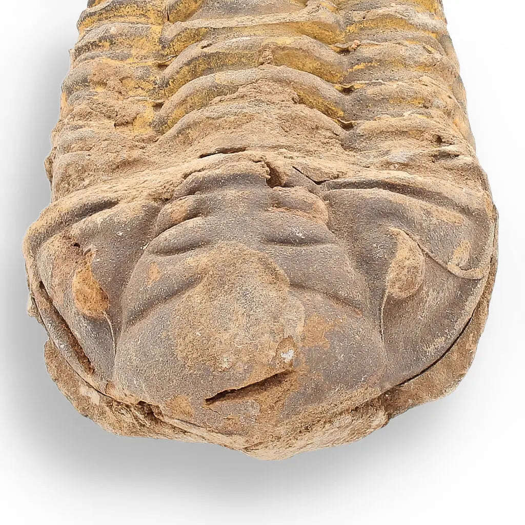 Calymene Trilobite Fossil  Unique Artifact from Morocco