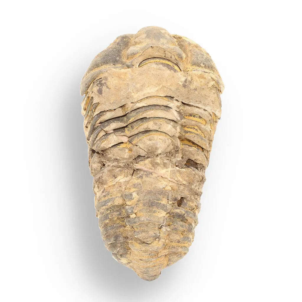 Calymene Trilobite Fossil  Ancient Sea Creature in Stone