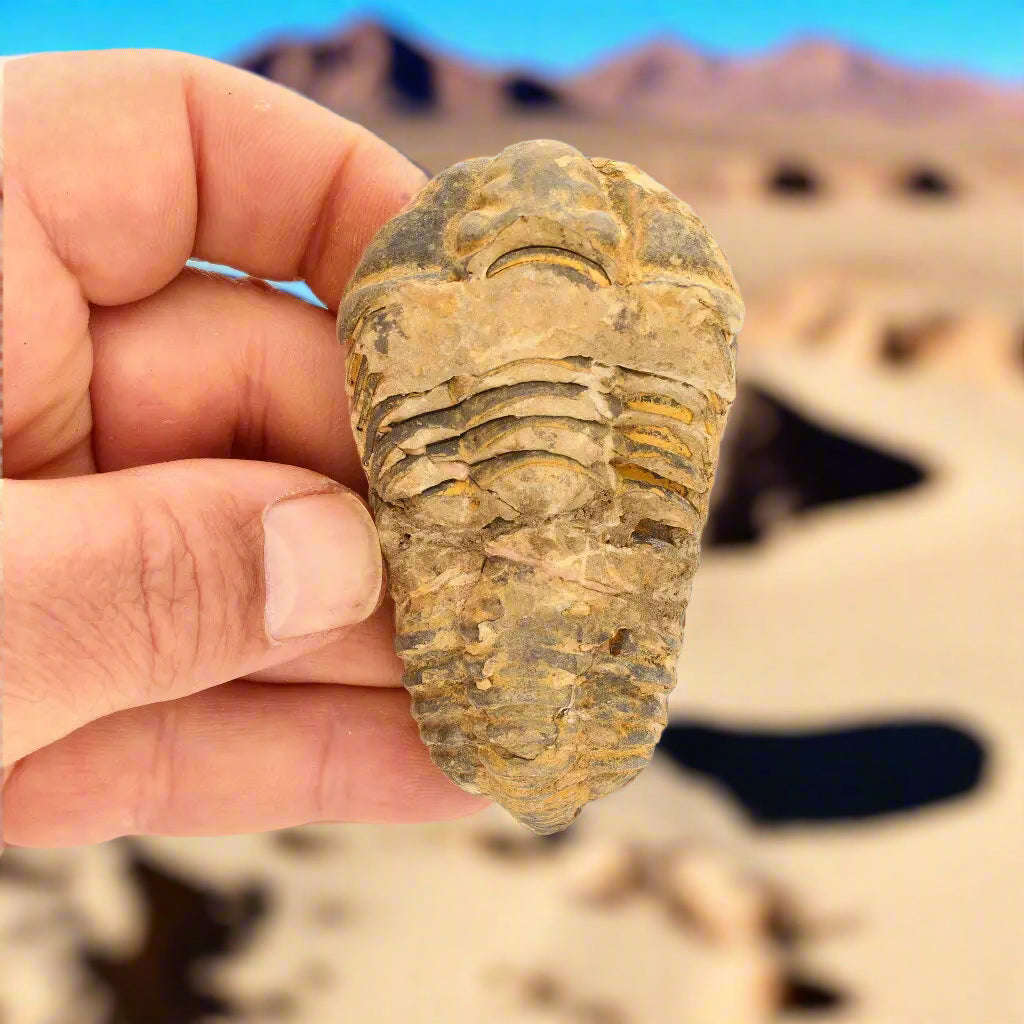 Calymene Trilobite Fossil  Ancient Sea Creature in Stone