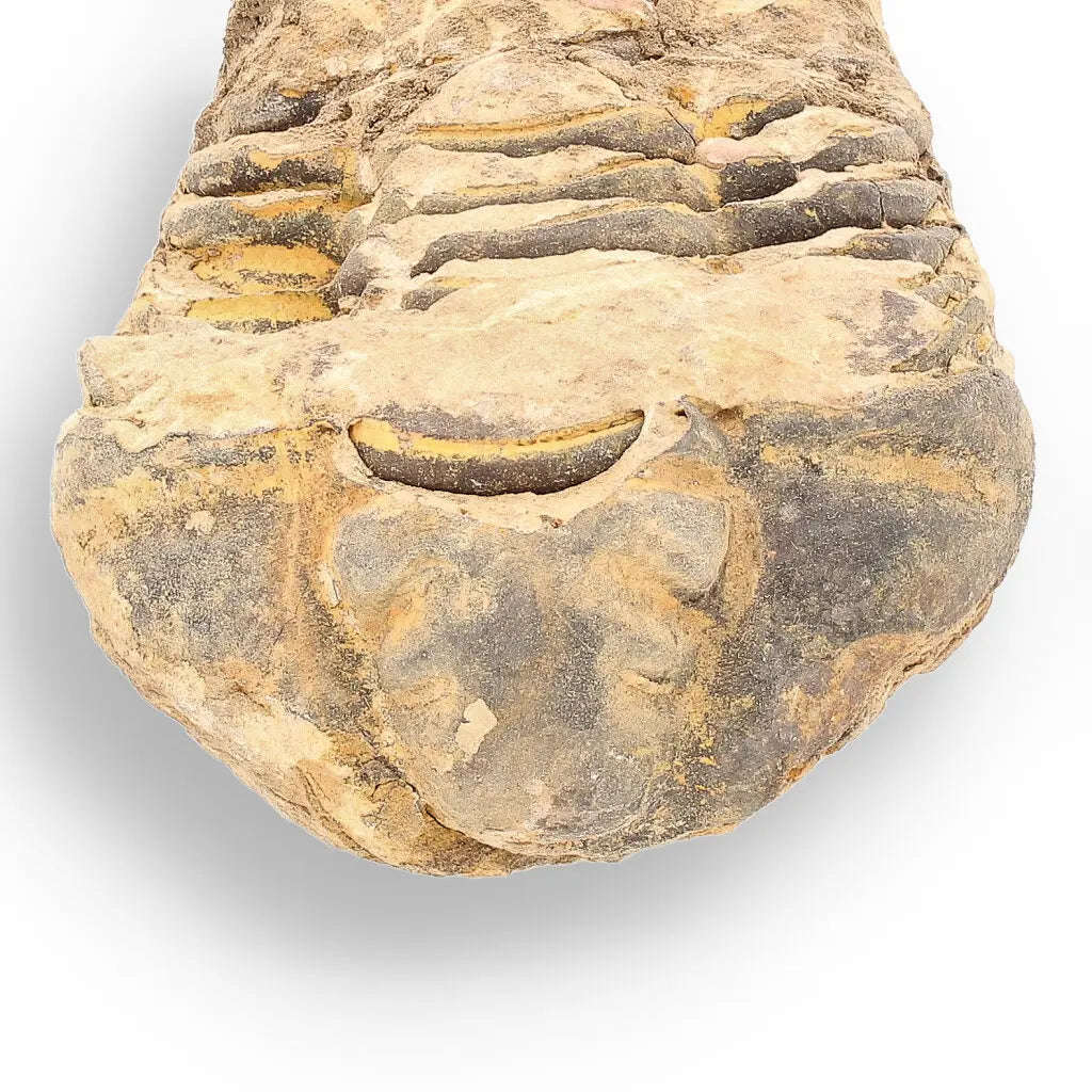 Calymene Trilobite Fossil  Ancient Sea Creature in Stone