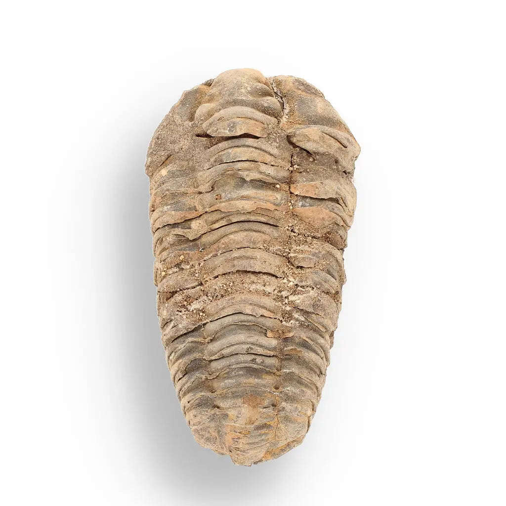 Calymene (Colpocoryphe) Trilobite Fossils  Echoes of Earths Past