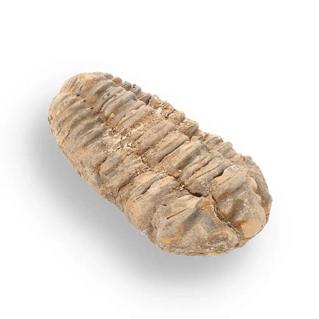 Calymene (Colpocoryphe) Trilobite Fossils  Echoes of Earths Past