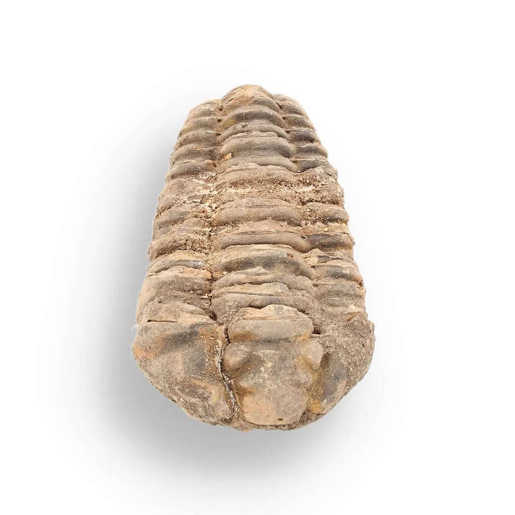 Calymene (Colpocoryphe) Trilobite Fossils  Echoes of Earths Past