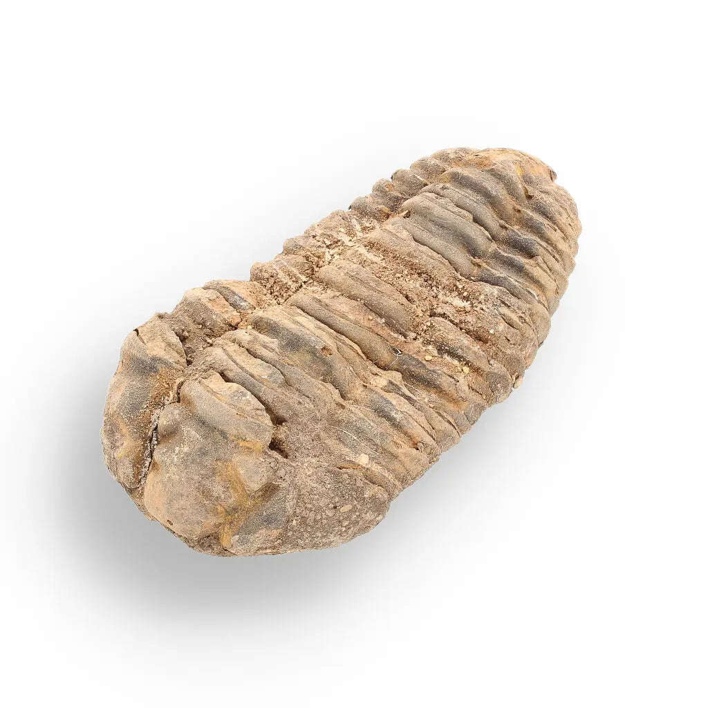 Calymene (Colpocoryphe) Trilobite Fossils  Echoes of Earths Past