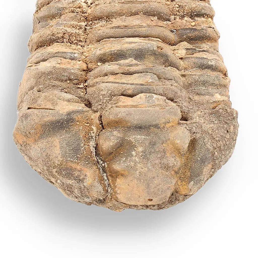 Calymene (Colpocoryphe) Trilobite Fossils  Echoes of Earths Past