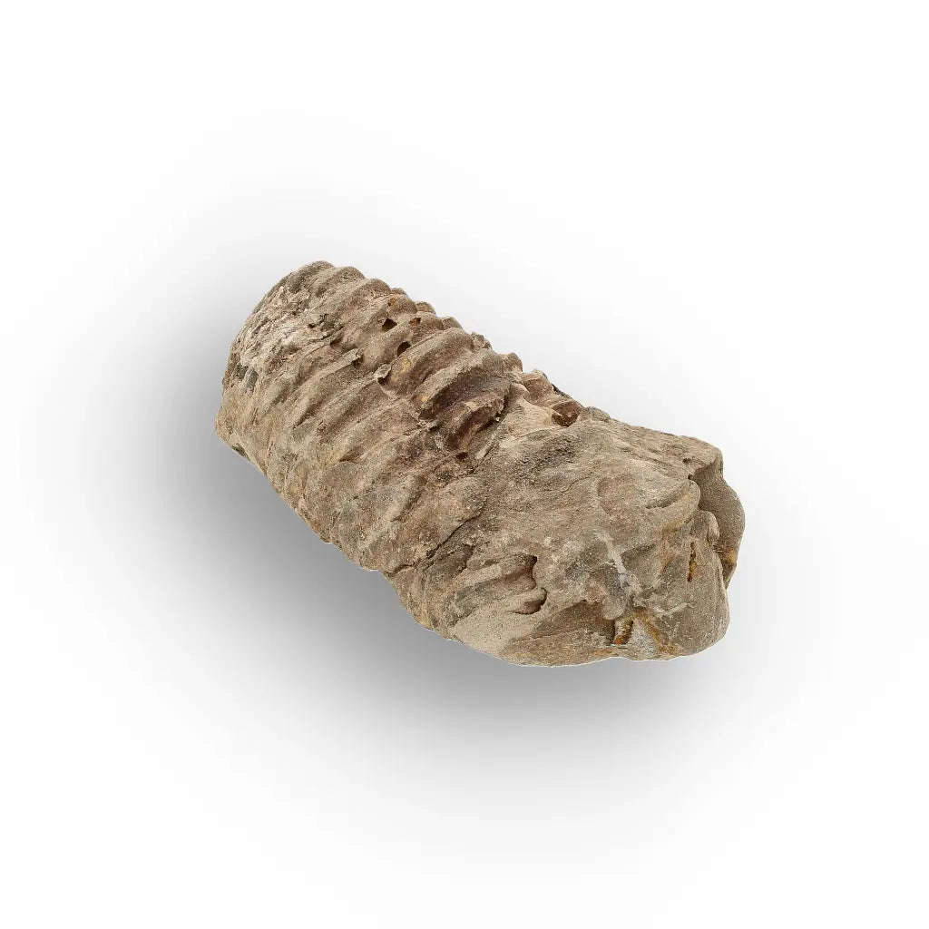 Small Moroccan Trilobite Fossil Specimen