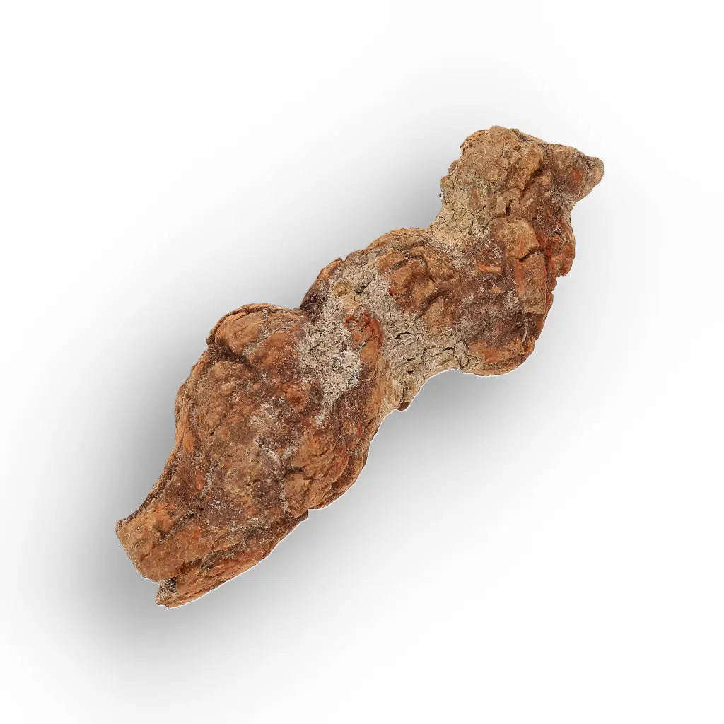 Unique Madagascan Coprolite Fossil  Prehistoric Trace Fossil