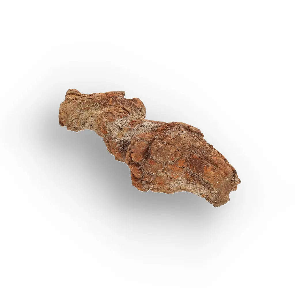 Unique Madagascan Coprolite Fossil  Prehistoric Trace Fossil