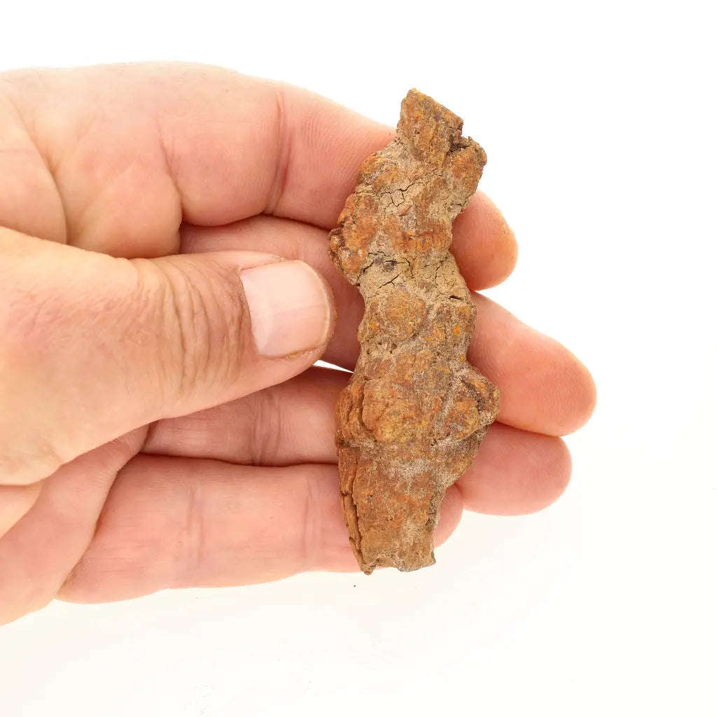 Unique Madagascan Coprolite Fossil  Prehistoric Trace Fossil