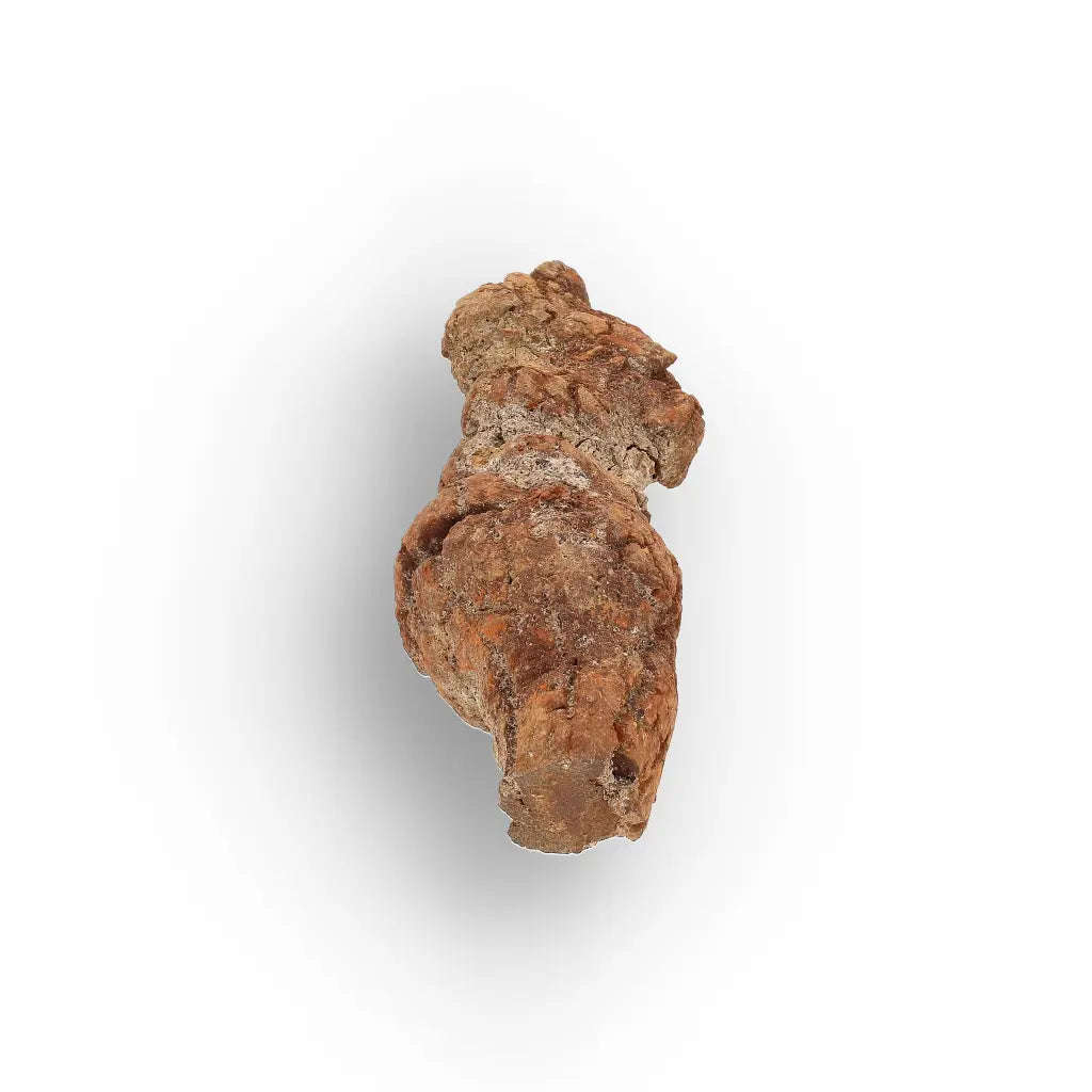 Unique Madagascan Coprolite Fossil  Prehistoric Trace Fossil
