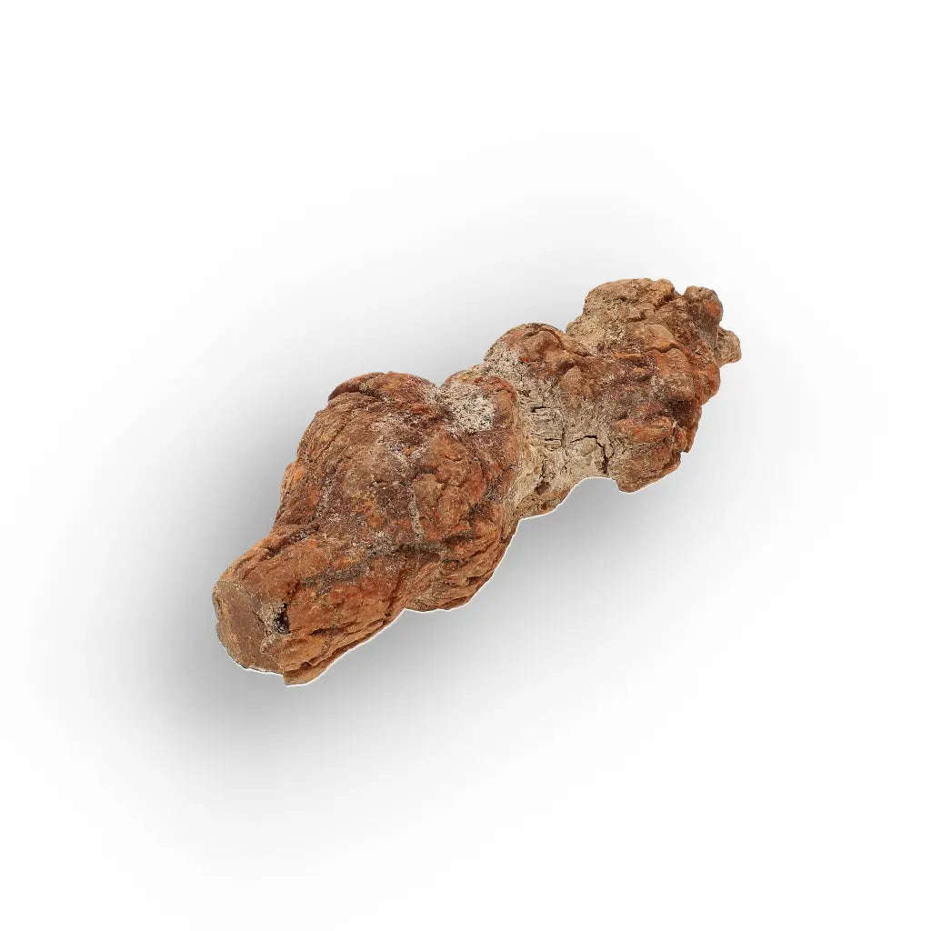 Unique Madagascan Coprolite Fossil  Prehistoric Trace Fossil