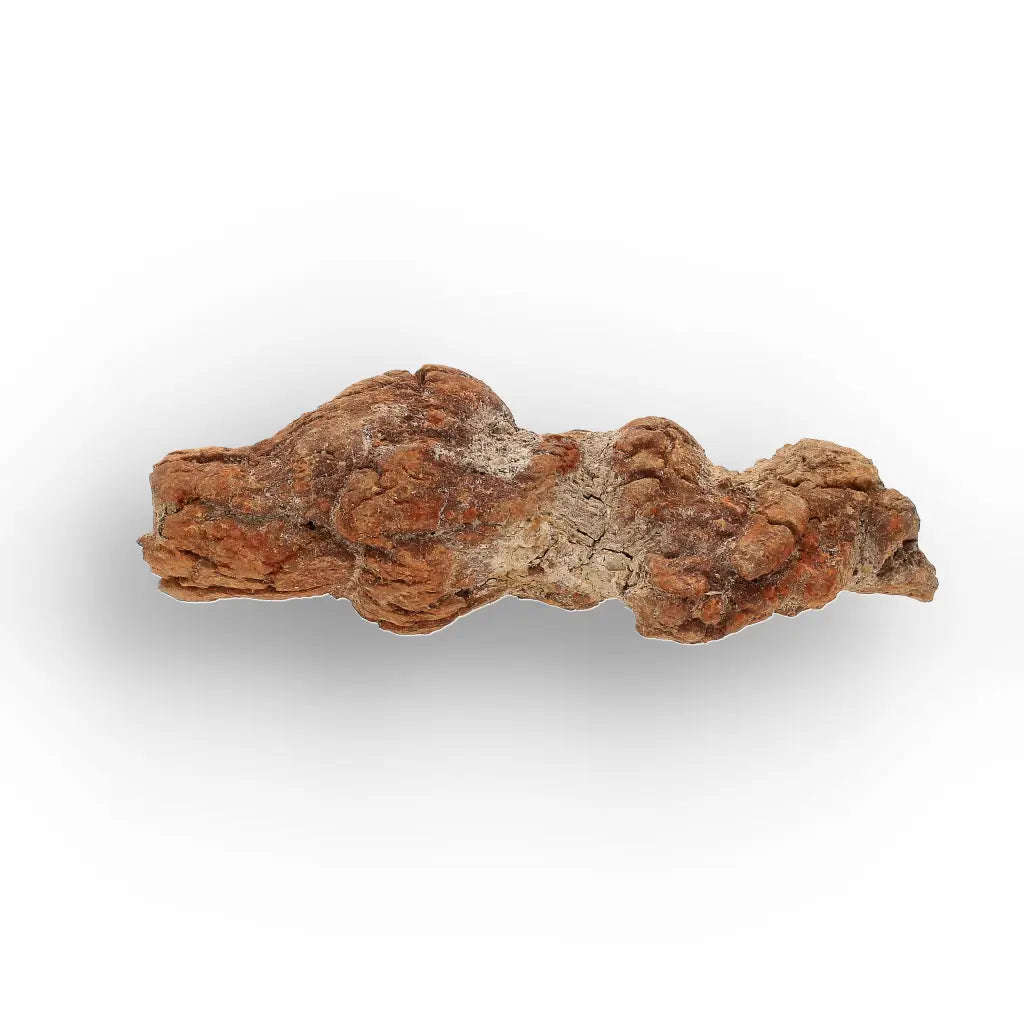 Unique Madagascan Coprolite Fossil  Prehistoric Trace Fossil