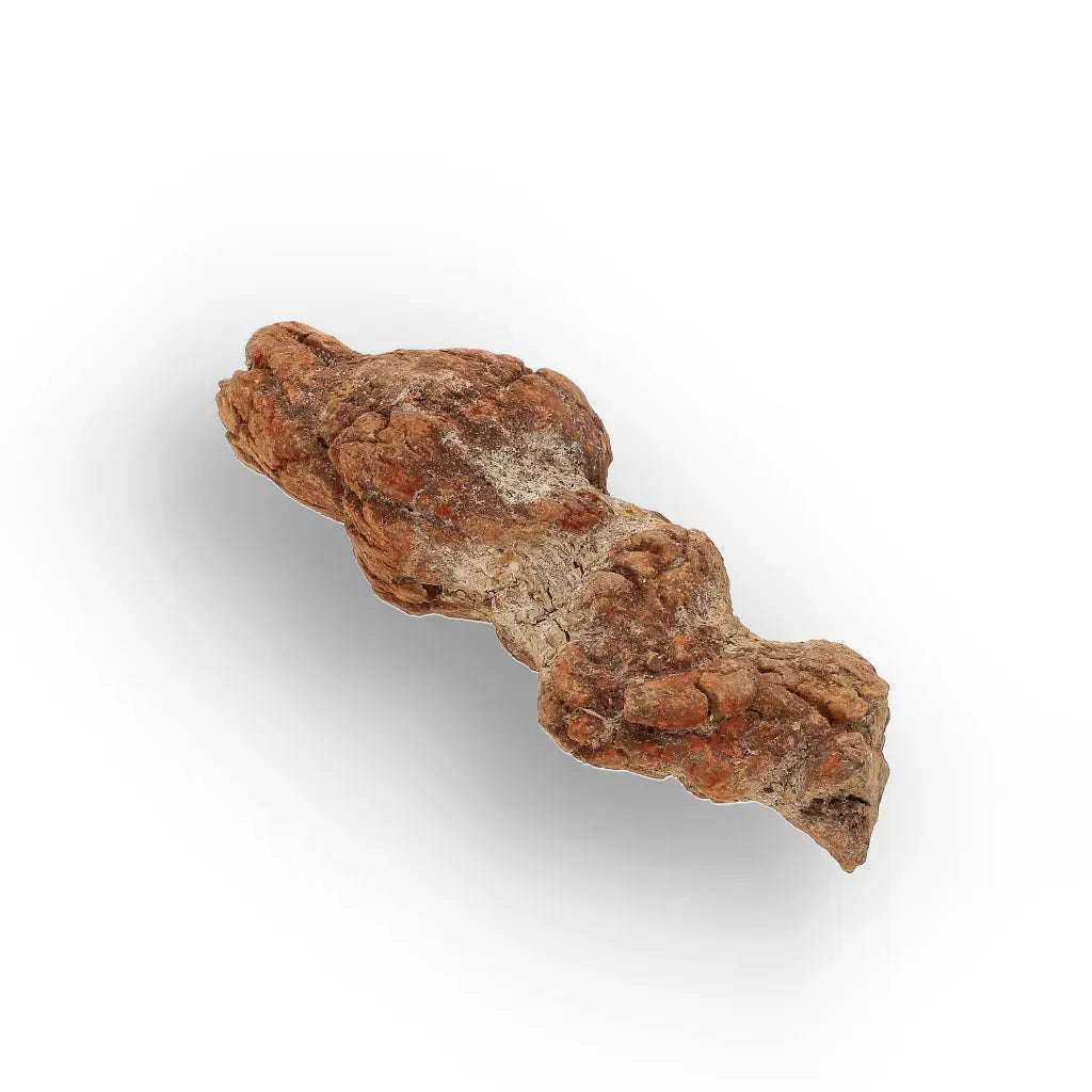 Unique Madagascan Coprolite Fossil  Prehistoric Trace Fossil