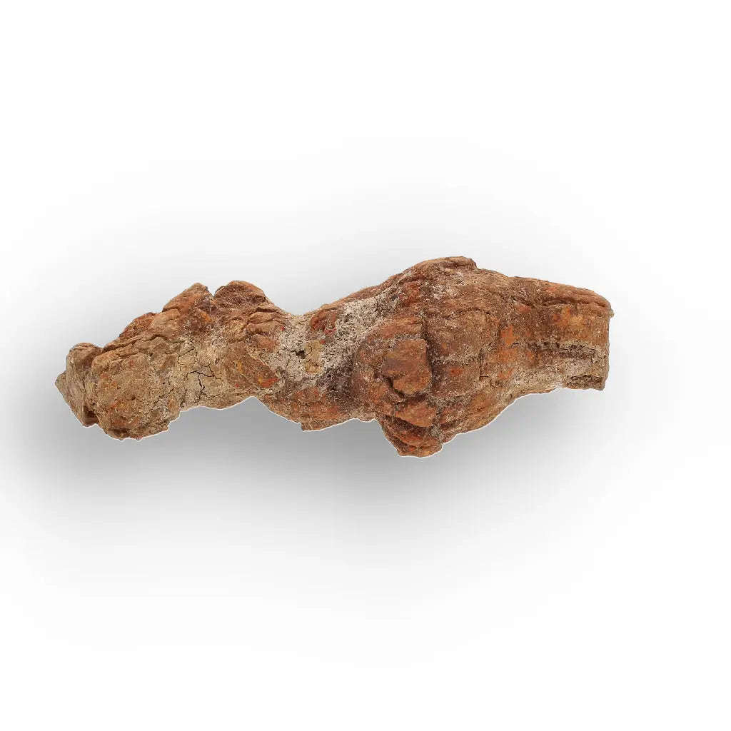 Unique Madagascan Coprolite Fossil  Prehistoric Trace Fossil