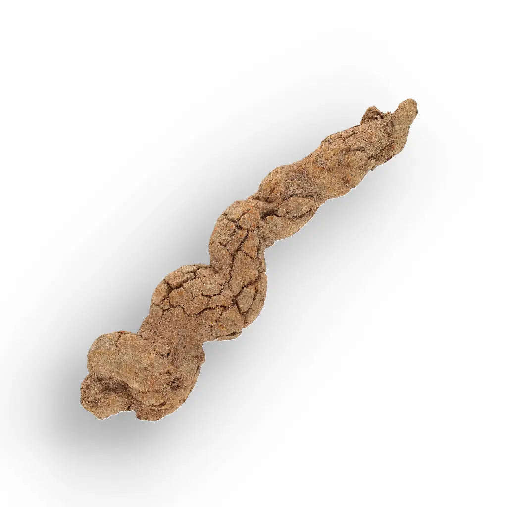 Mahajanga Madagascar Coprolite  Authentic Dinosaur Era Fossil