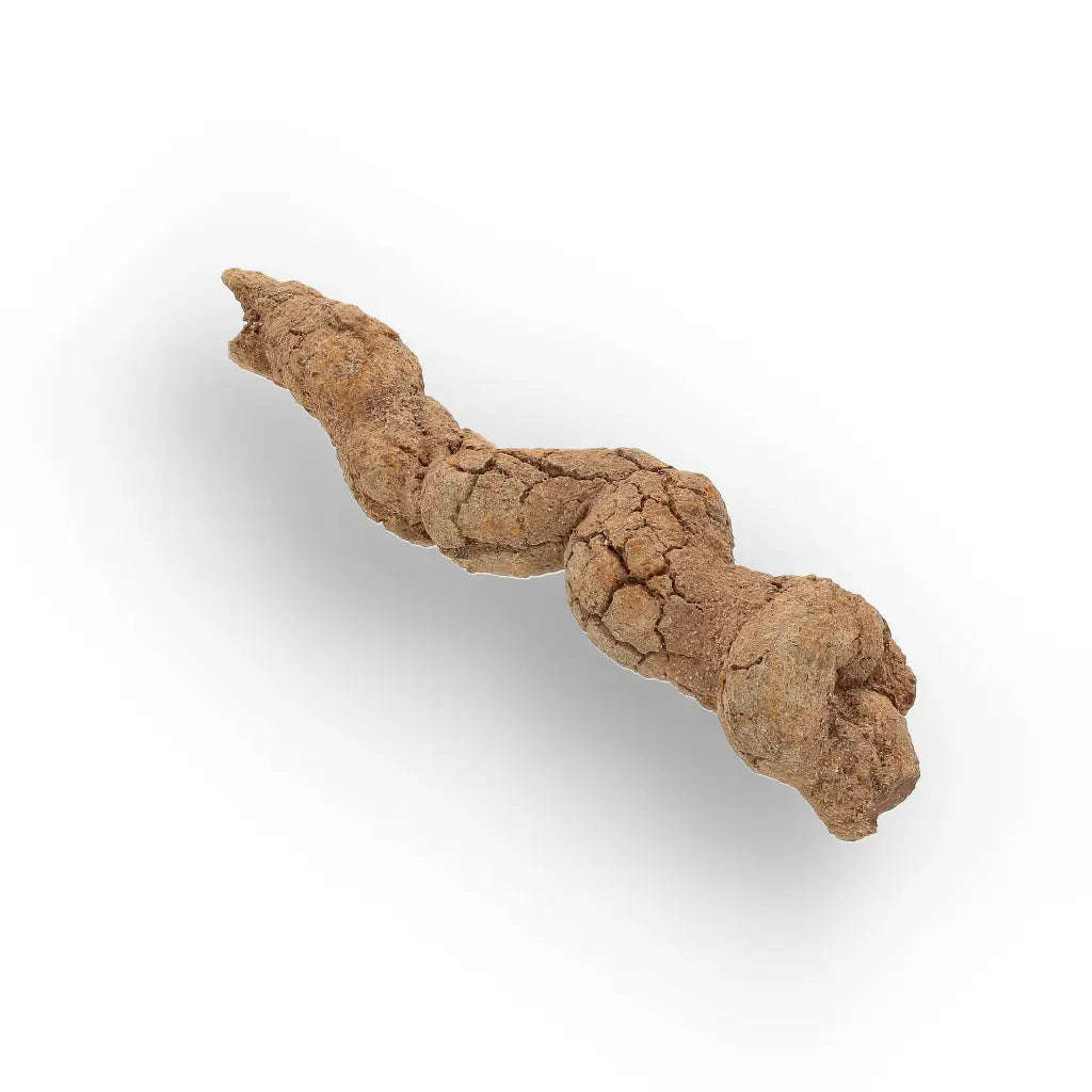 Mahajanga Madagascar Coprolite  Authentic Dinosaur Era Fossil