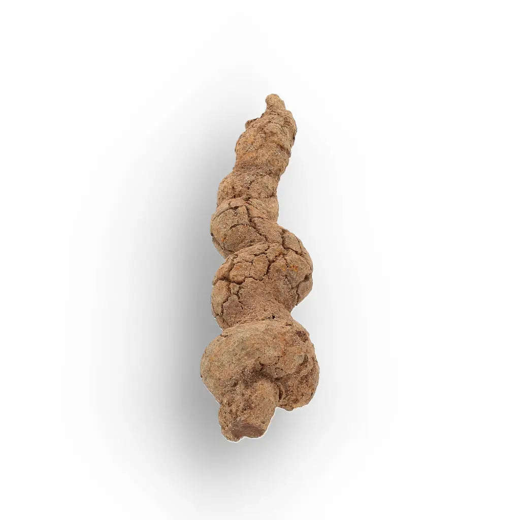 Mahajanga Madagascar Coprolite  Authentic Dinosaur Era Fossil