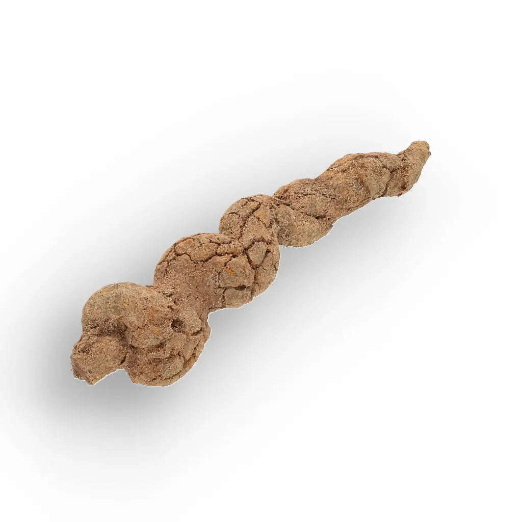 Mahajanga Madagascar Coprolite  Authentic Dinosaur Era Fossil
