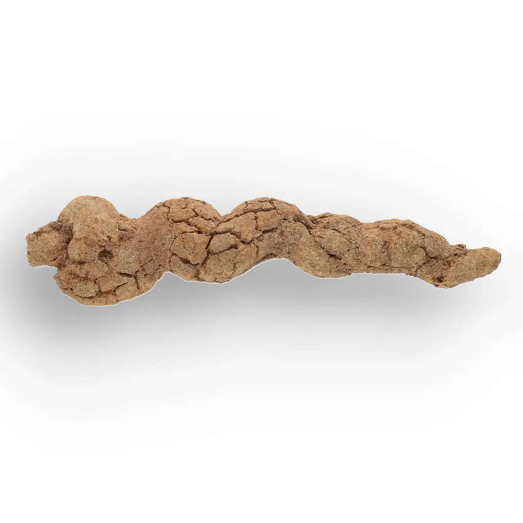 Mahajanga Madagascar Coprolite  Authentic Dinosaur Era Fossil