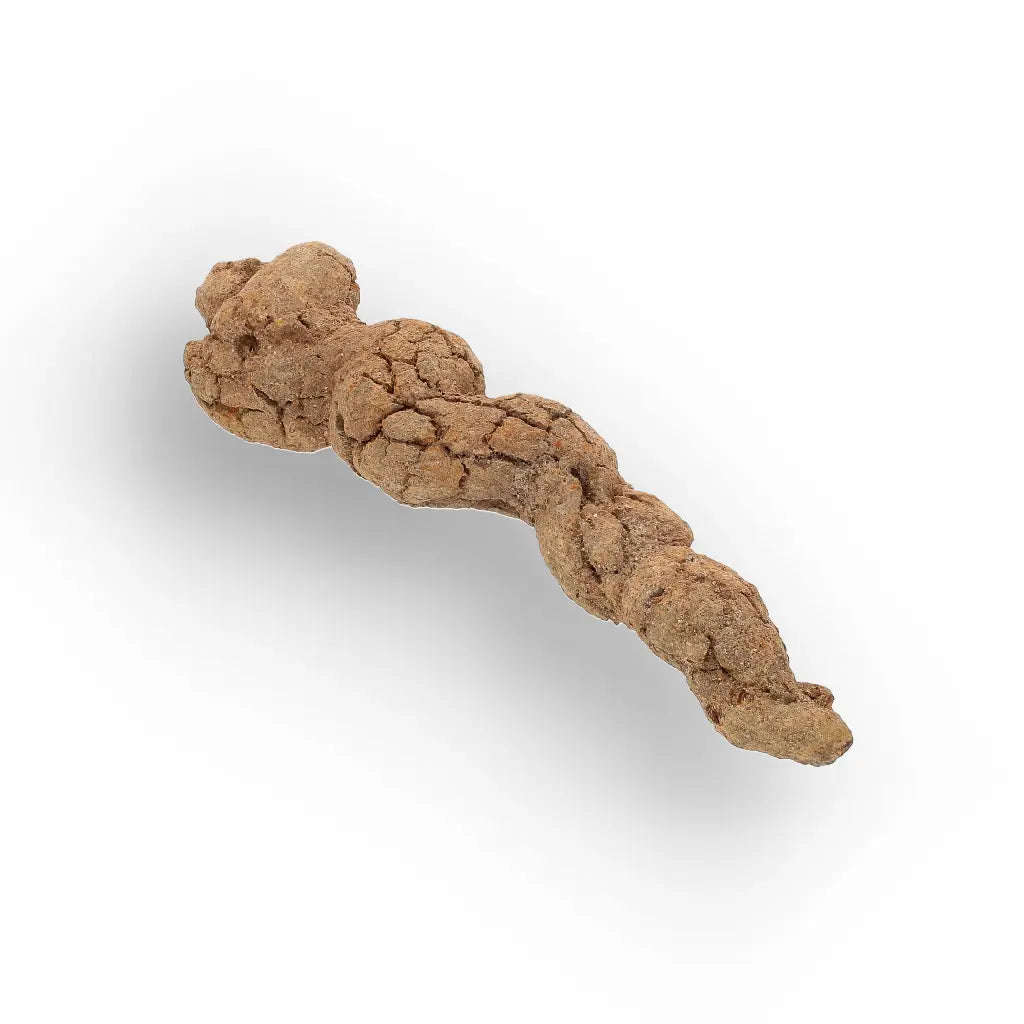 Mahajanga Madagascar Coprolite  Authentic Dinosaur Era Fossil