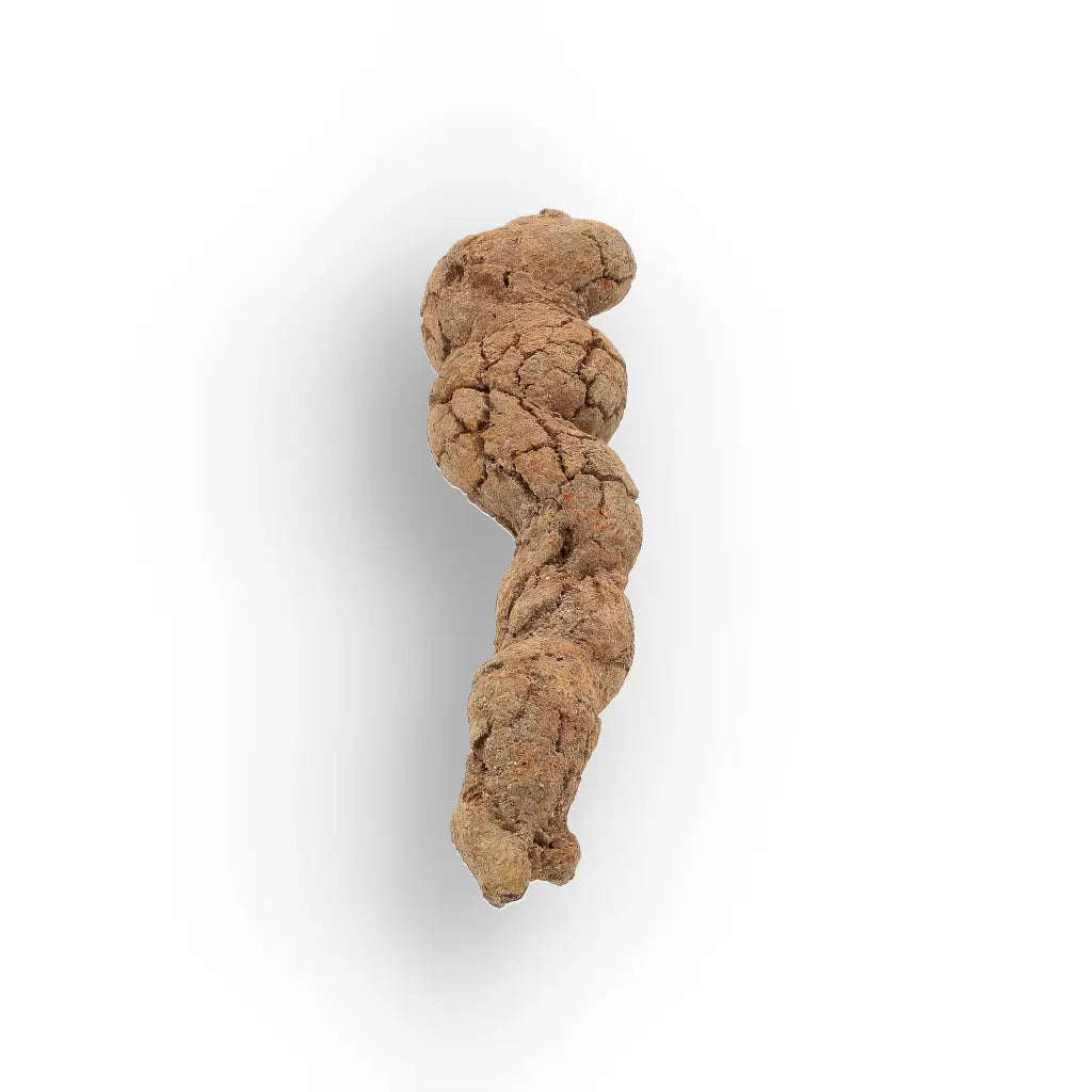 Mahajanga Madagascar Coprolite  Authentic Dinosaur Era Fossil