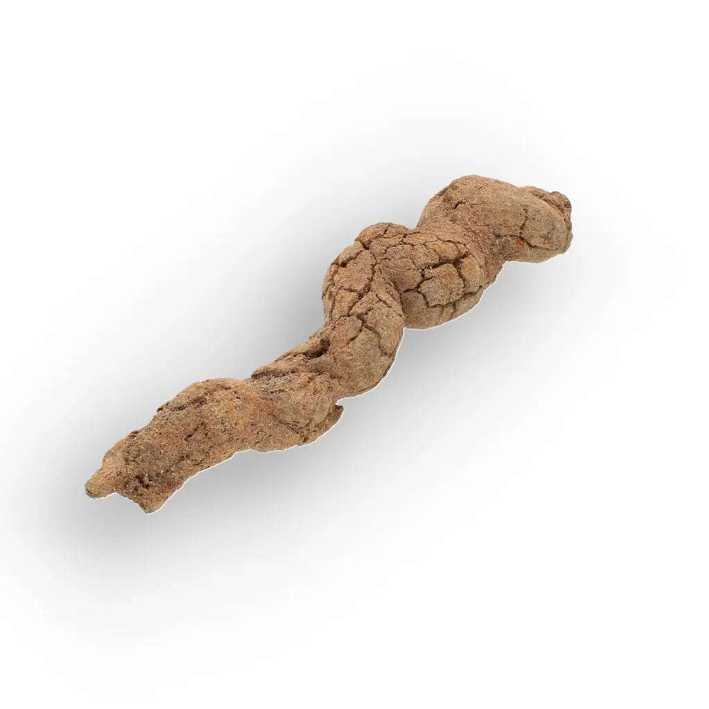 Mahajanga Madagascar Coprolite  Authentic Dinosaur Era Fossil
