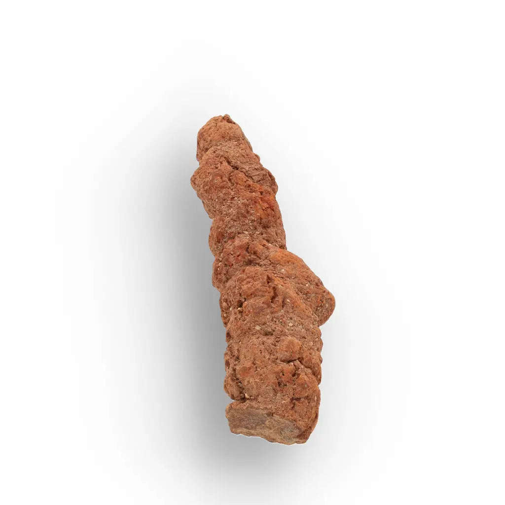 Authentic Madagascan Coprolite Fossil with Segmented Form