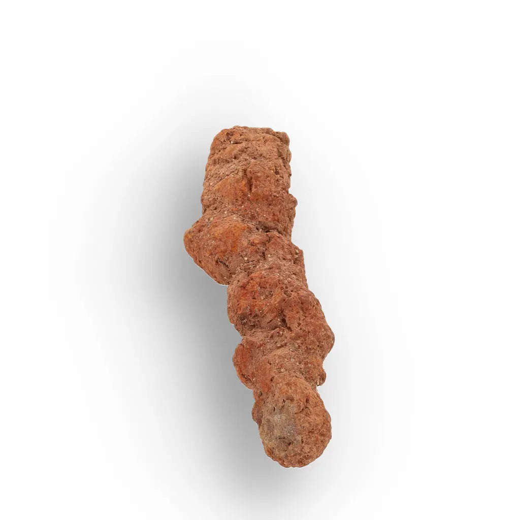 Authentic Madagascan Coprolite Fossil with Segmented Form