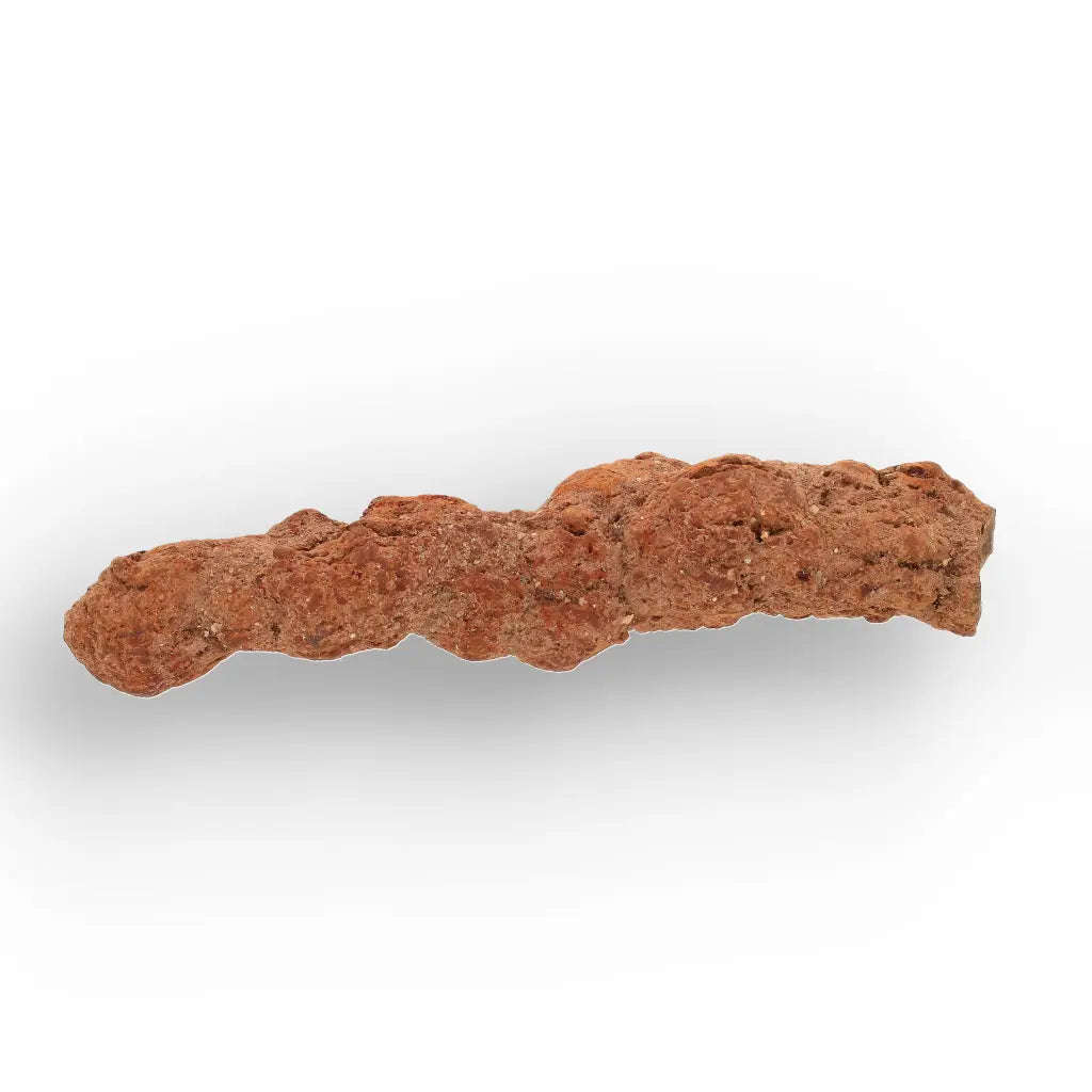 Authentic Madagascan Coprolite Fossil with Segmented Form