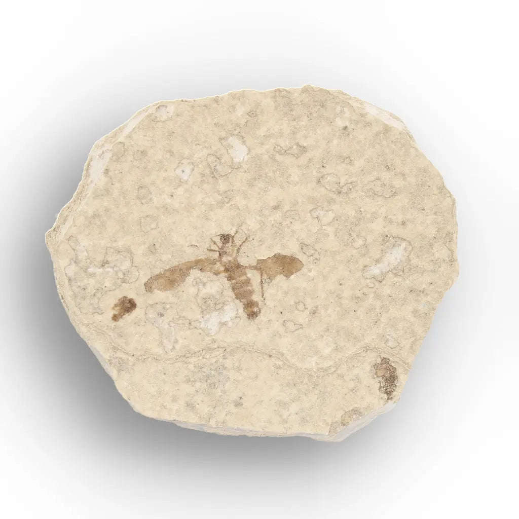 Eocene Marsh Fly Fossil in Green River Limestone