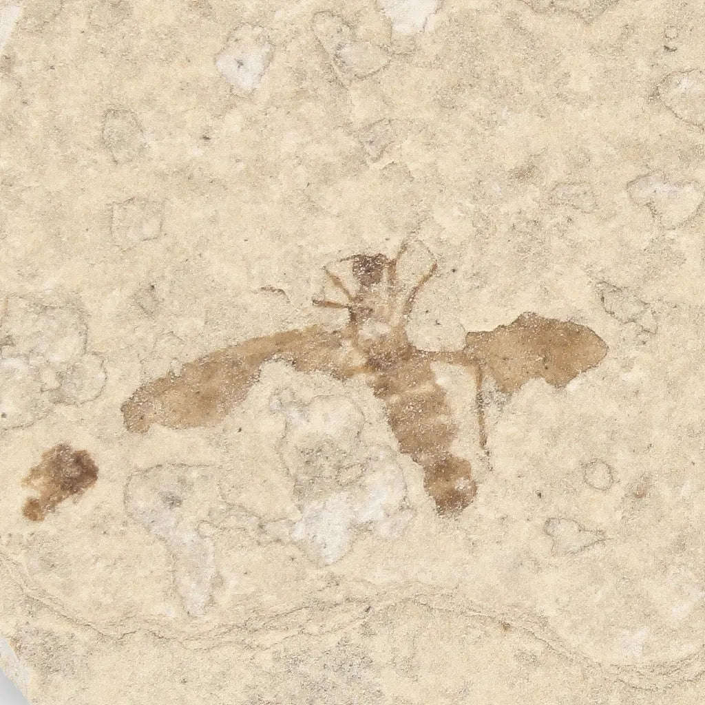 Eocene Marsh Fly Fossil in Green River Limestone