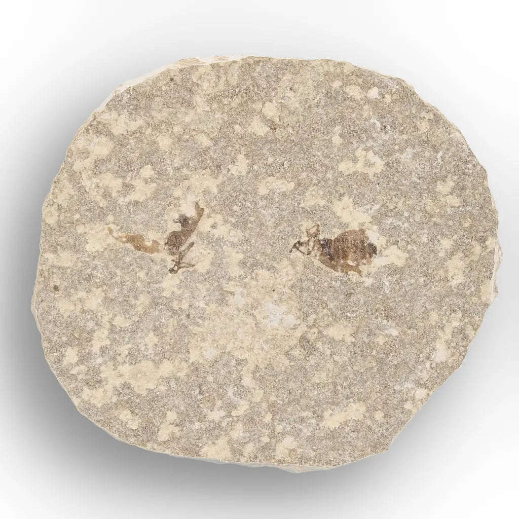 Eocene Marsh Fly Fossil from Green River Formation
