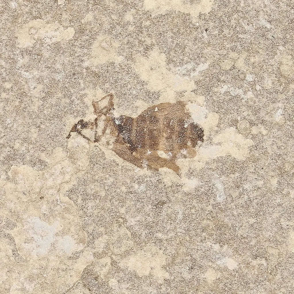 Eocene Marsh Fly Fossil from Green River Formation
