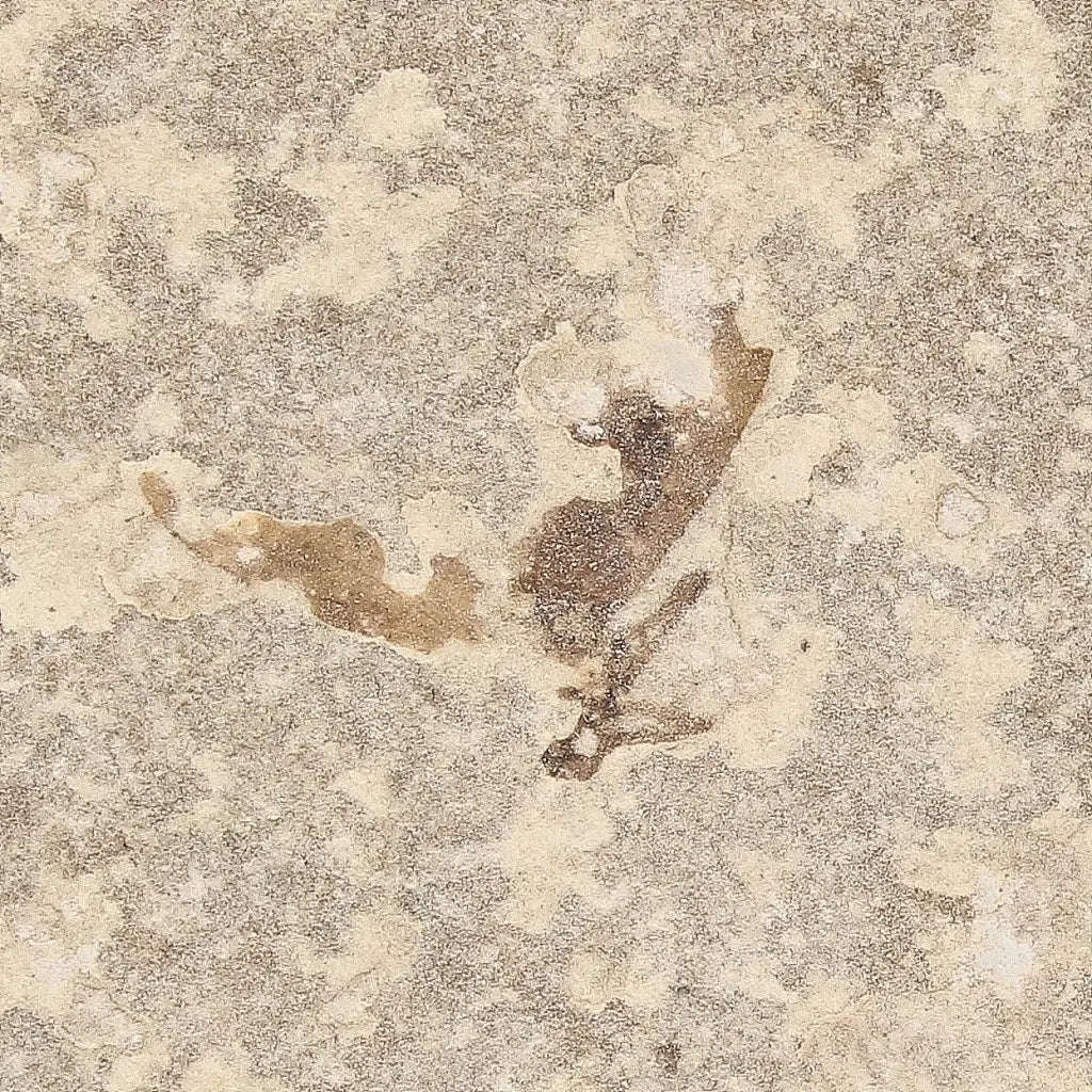 Eocene Marsh Fly Fossil from Green River Formation