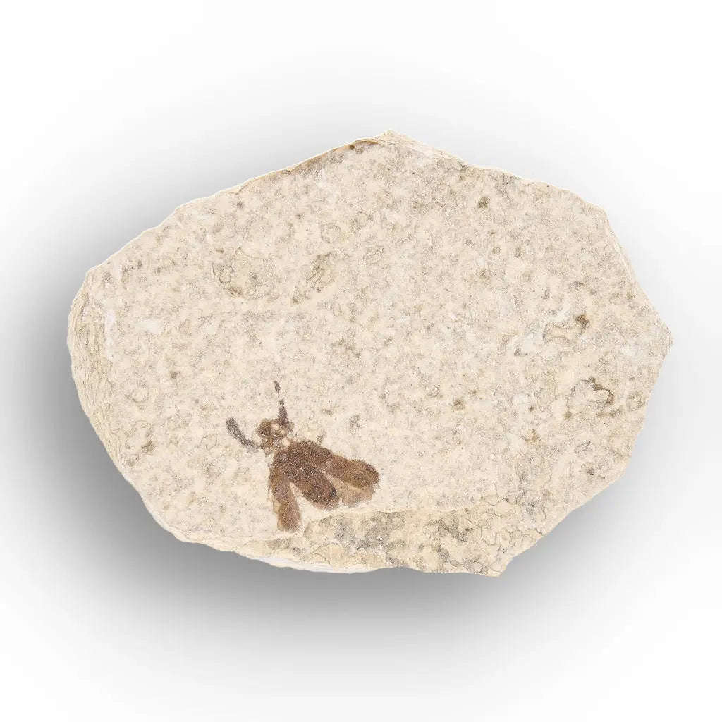 Green River Eocene Marsh Fly Fossil Specimen