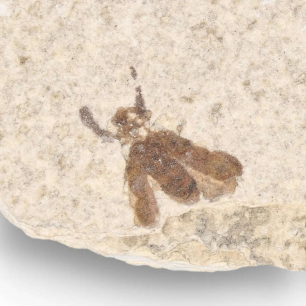 Green River Eocene Marsh Fly Fossil Specimen