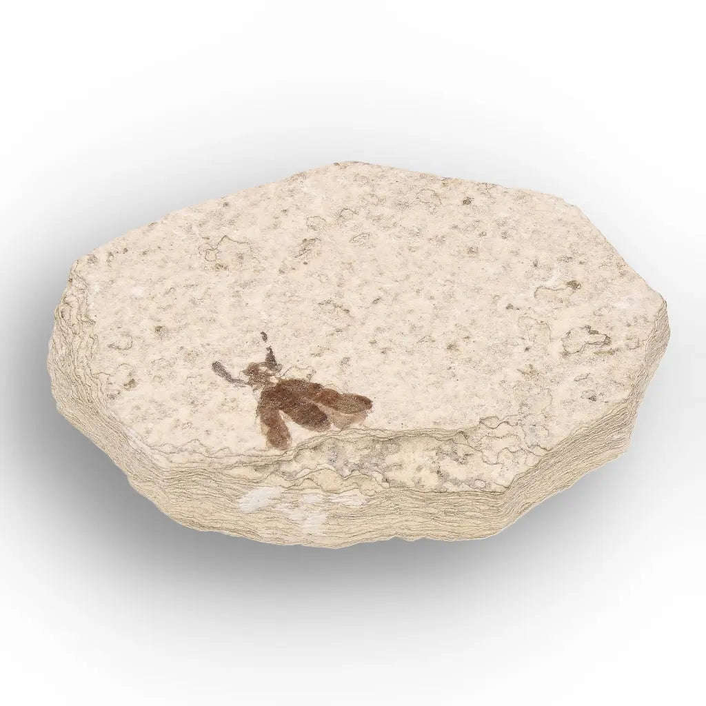 Green River Eocene Marsh Fly Fossil Specimen