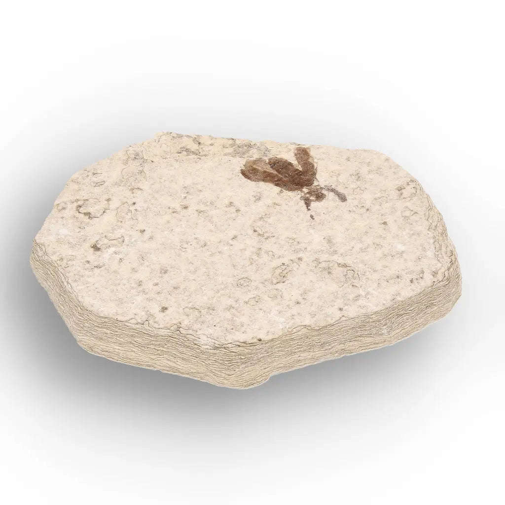 Green River Eocene Marsh Fly Fossil Specimen