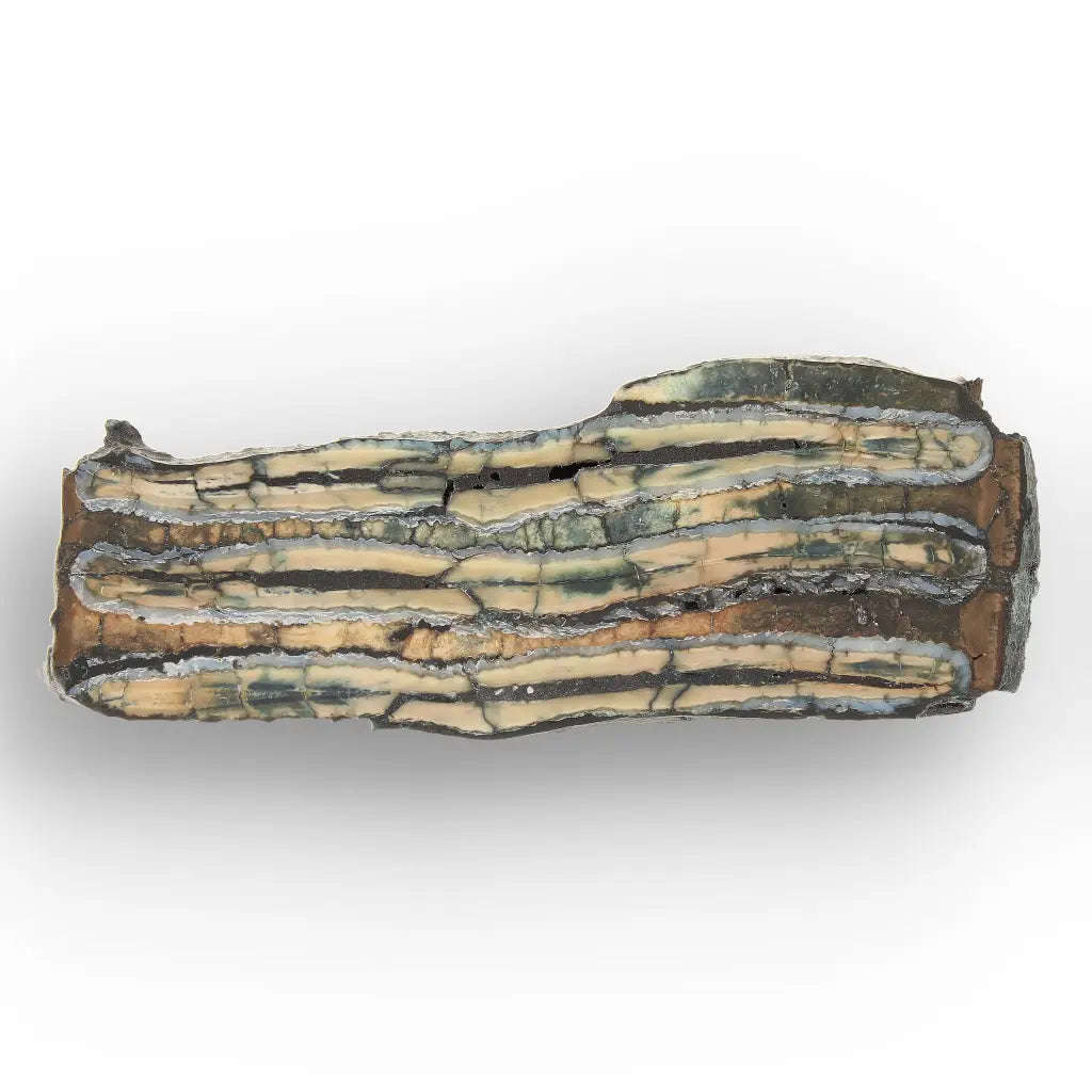 Woolly Mammoth Molar Slice from Alaskan Ice Age
