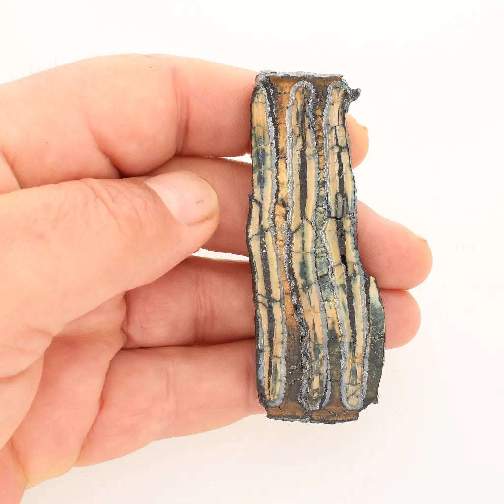 Woolly Mammoth Molar Slice from Alaskan Ice Age