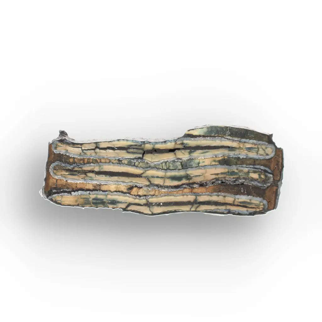 Woolly Mammoth Molar Slice from Alaskan Ice Age