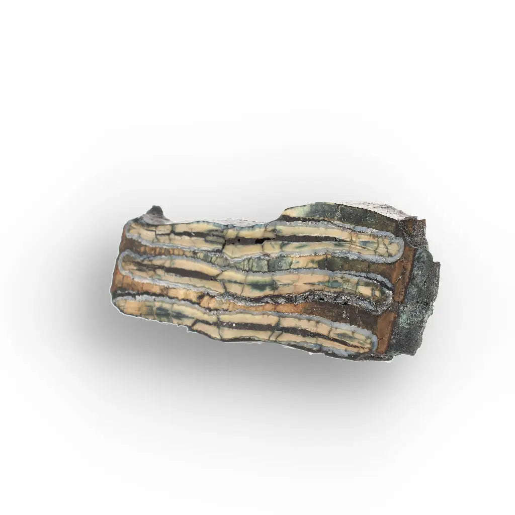 Woolly Mammoth Molar Slice from Alaskan Ice Age