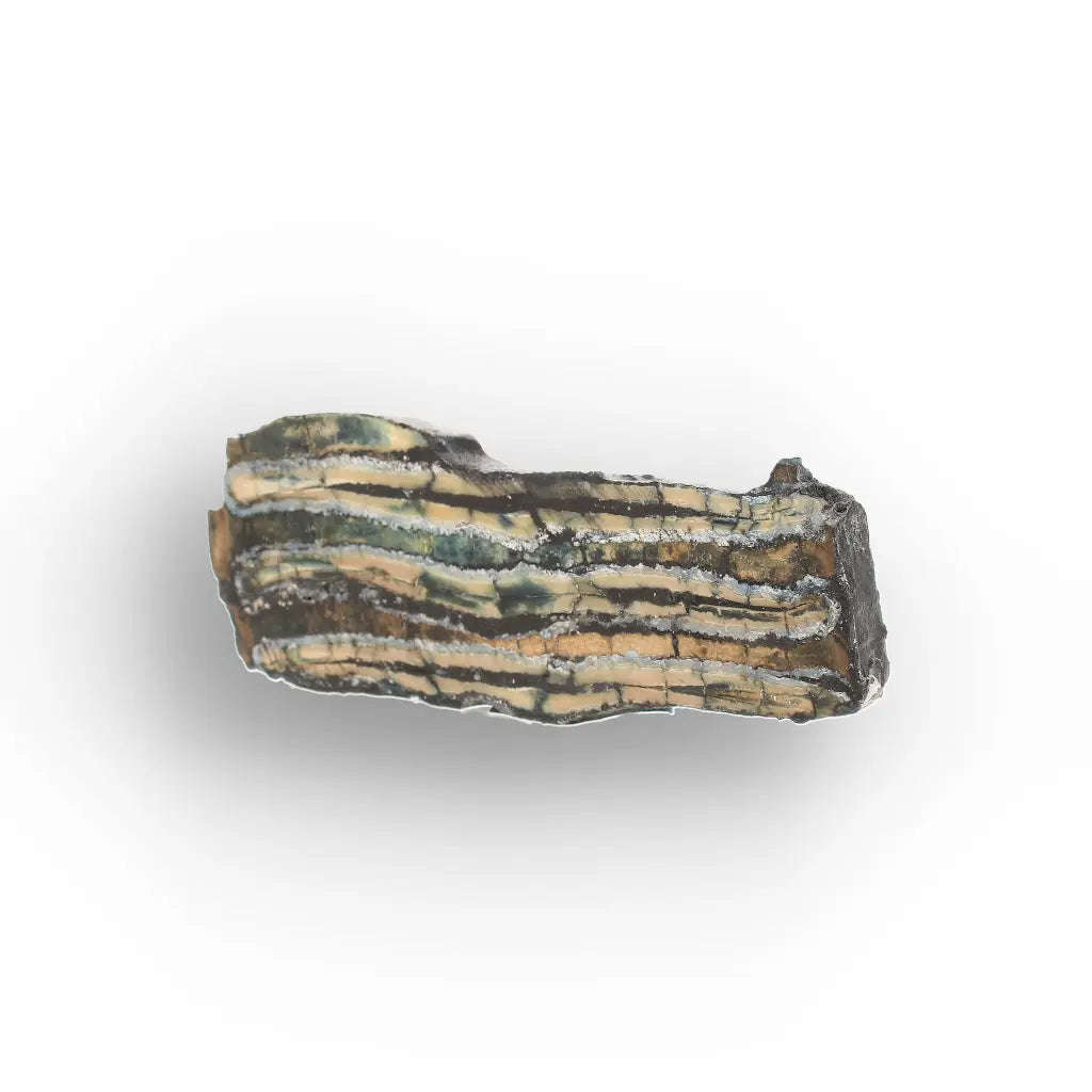 Woolly Mammoth Molar Slice from Alaskan Ice Age