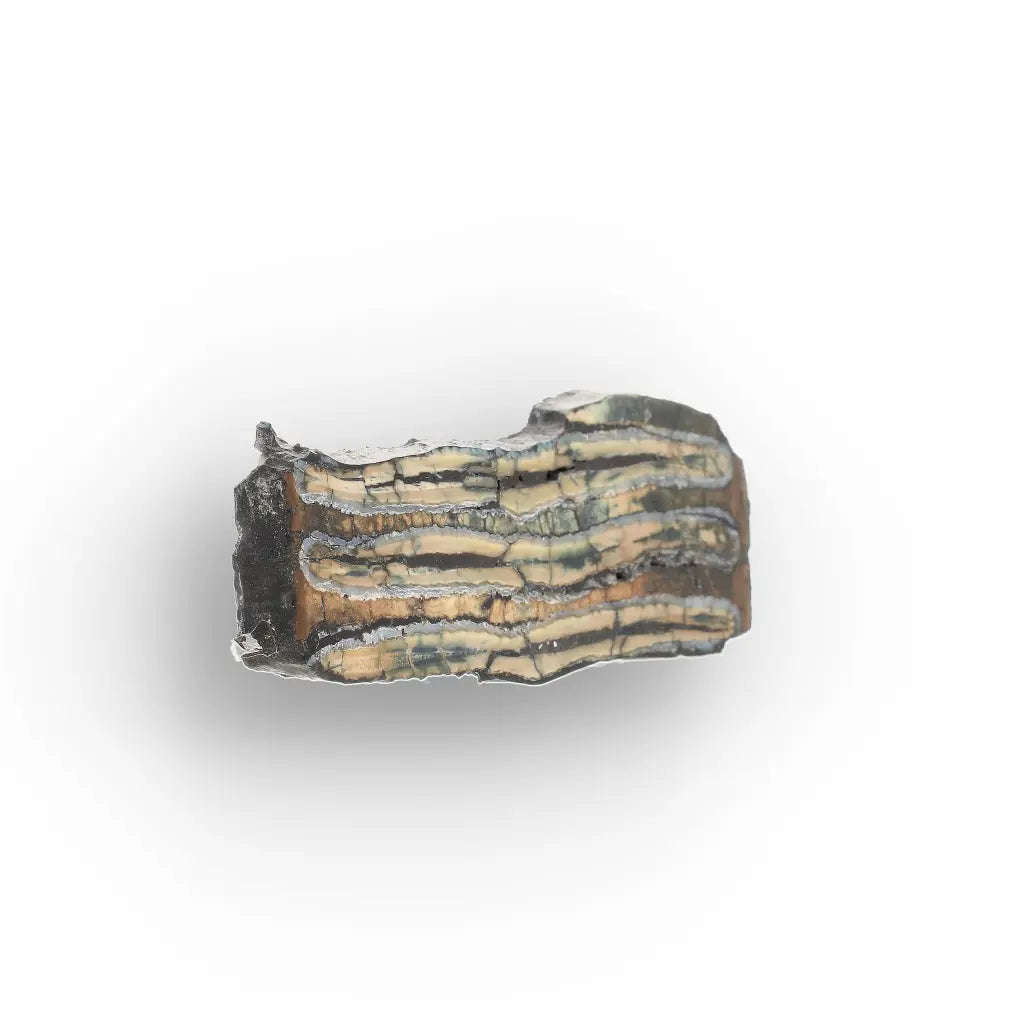 Woolly Mammoth Molar Slice from Alaskan Ice Age