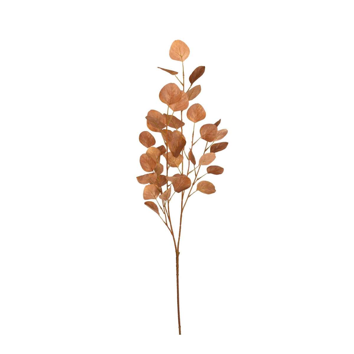 Auburn Eucalyptus Stem