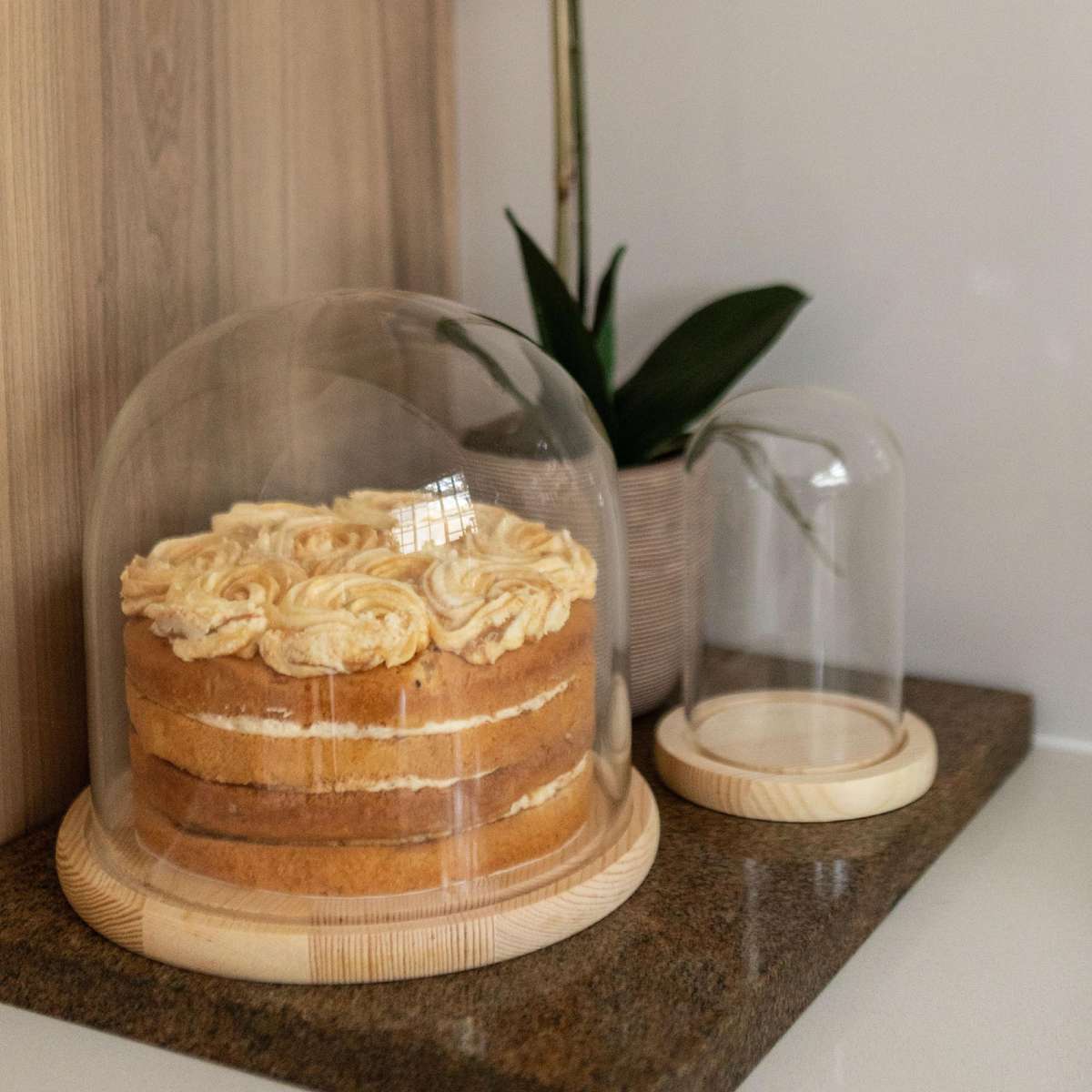 Glass Dome with Pine Base