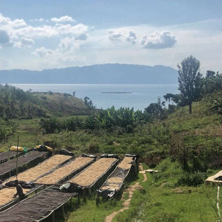 Origin Coffee Roasting - Rwanda Gisheke Natural (Competition Coffee) - 250g