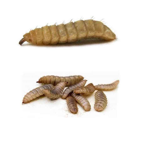 LIVE Black Soldier Fly Larvea - 250g