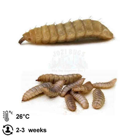 LIVE Black Soldier Fly Larvea - 250g